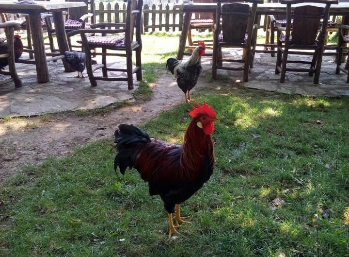 Farm Stay Čardaklije Kulen Vakuf Dış mekan fotoğraf
